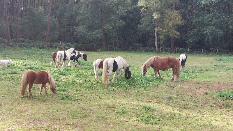 Les Ptits chevaux des Landes