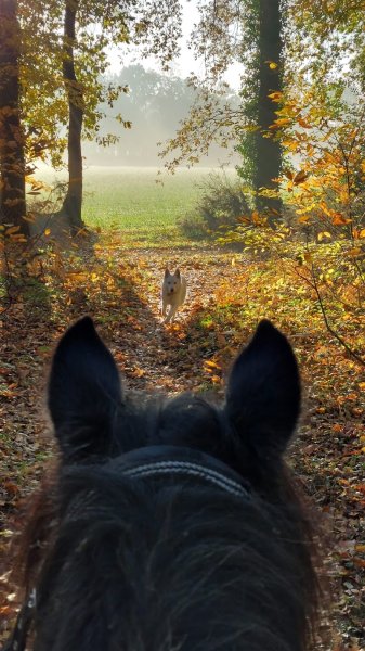 Les Ptits chevaux des Landes - photo 2