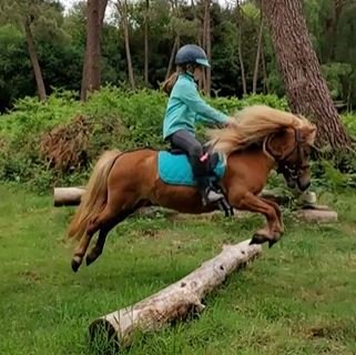 Les Ptits chevaux des Landes - photo 3