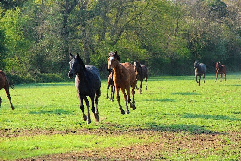 Les écuries du mesnil - photo 2