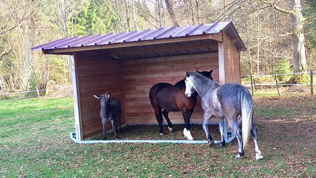 LCI CHEVAL - photo 2