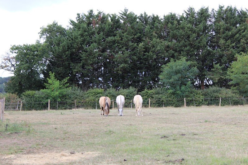 Écurie Equi-Altruisme - photo 1