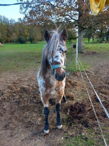 Haras des Landes Carentoir