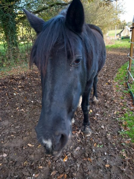 Haras des Landes Carentoir - photo 2