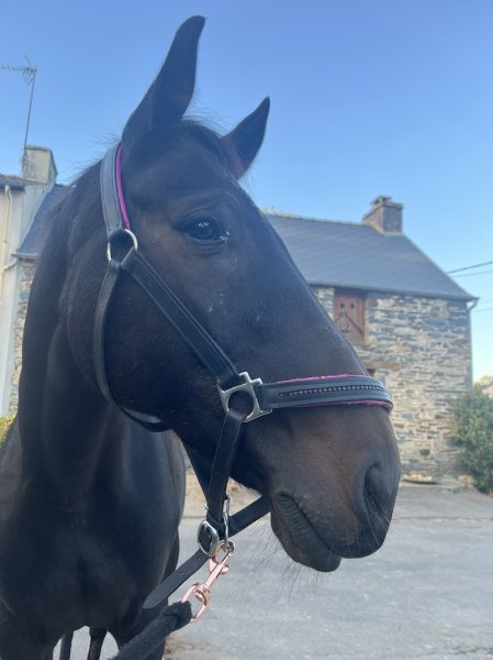 Haras des Landes Carentoir - photo 3