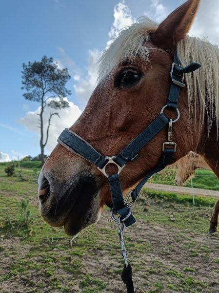 Chevaux de Cojoux - photo 2