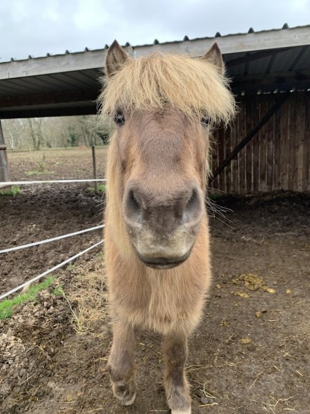 Chevaux de Cojoux - photo 3