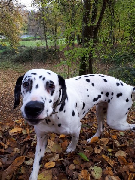Haras De Montgermont - photo 1