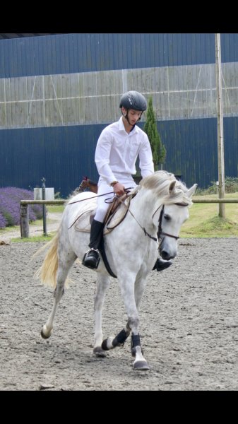 Cintrequestre - Centre Équestre à Cintré - photo 2