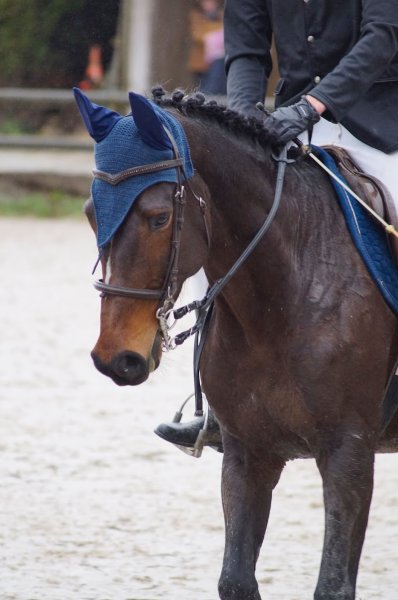 Cintrequestre - Centre Équestre à Cintré - photo 3