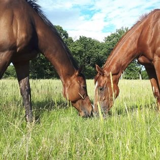 Domaine des Pins - Élevage Pension Soins