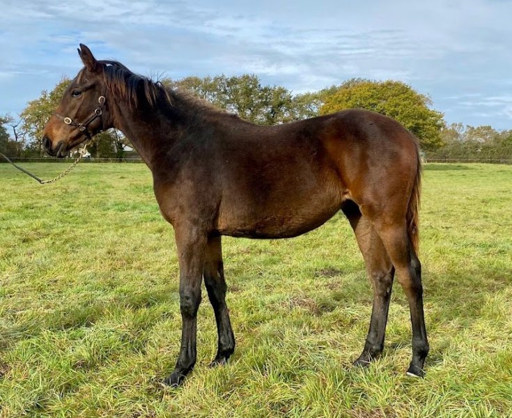 Domaine des Pins - Élevage Pension Soins - photo 2