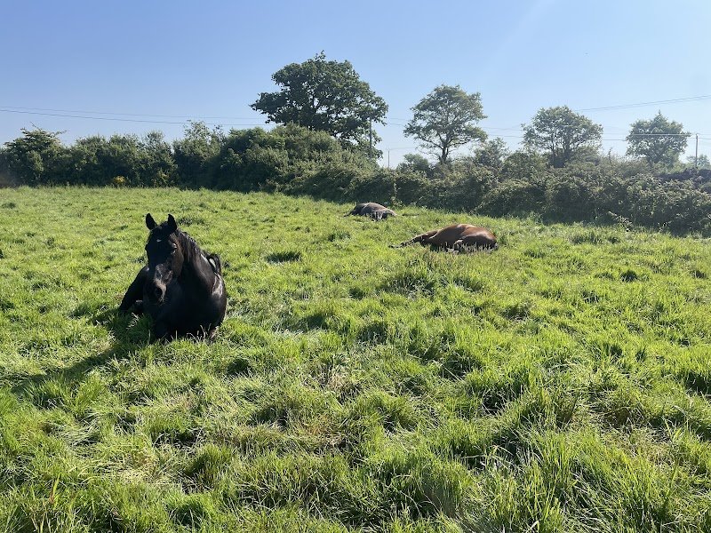 Domaine des Pins - Élevage Pension Soins - photo 3