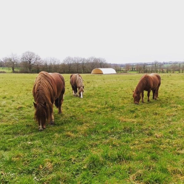 Ferme équestre d'Inaubois - photo 3