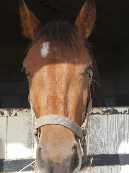 Haras du Val d'Or - photo 2