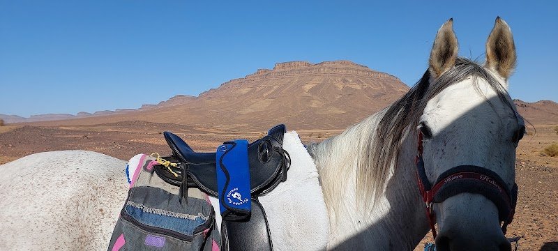 Equi-Bride Sellerie - photo 2