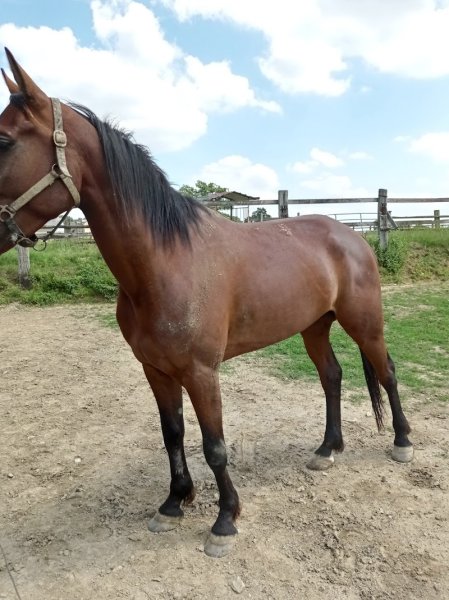 Ecurie du plessix pilet - photo 2