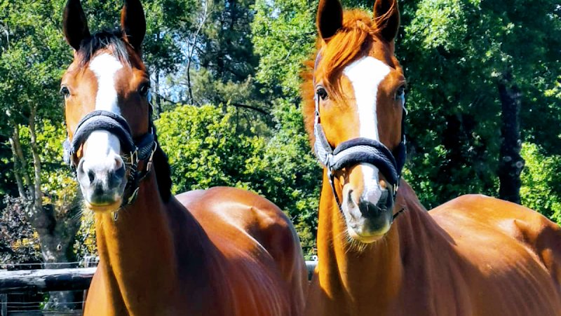 Écuries Bering reconversion