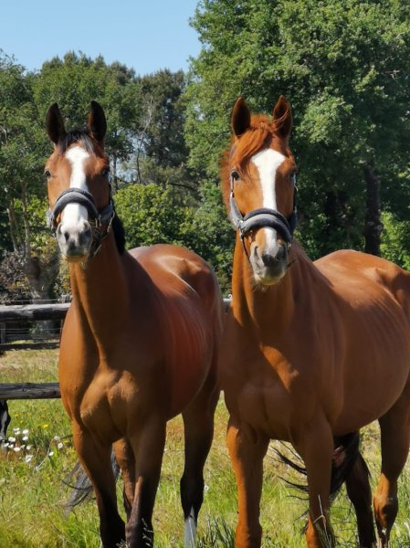 Écuries Bering reconversion - photo 3