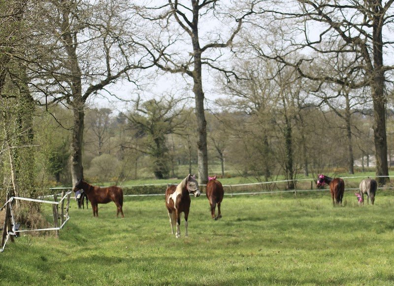 Écurie de FLY - photo 2