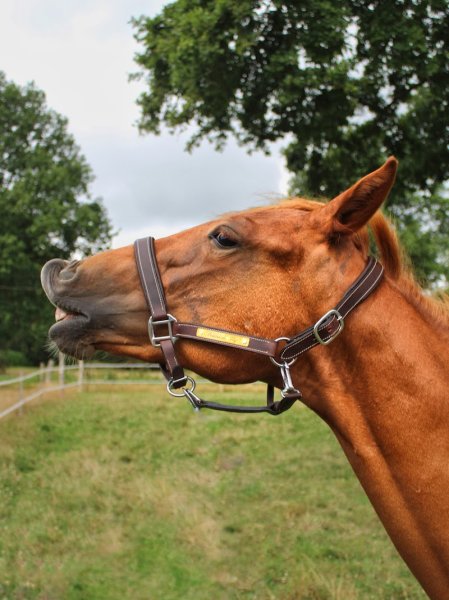 Écurie de FLY - photo 3