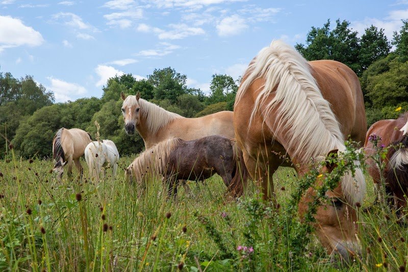 Les Chevaux de Brocéliande - Centre équestre Tréhorenteuc