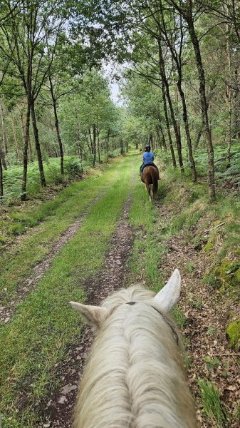 Les Chevaux de Brocéliande - Centre équestre Tréhorenteuc - photo 2