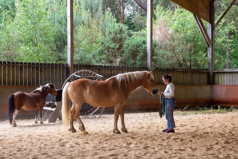 Les Chevaux de Brocéliande - Centre équestre Tréhorenteuc - photo 3