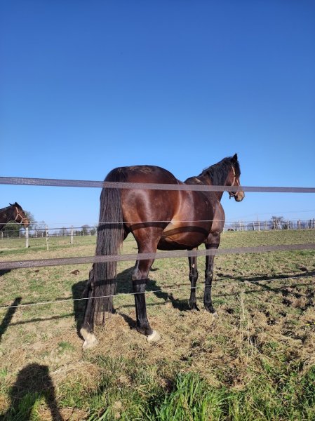 Écurie et Verger de Pom'Rey - photo 3