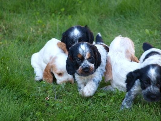 Elevage-Pension Ar Ti Marellek - photo 1