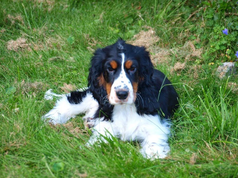 Elevage-Pension Ar Ti Marellek - photo 2