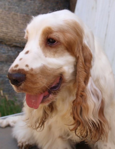 Elevage-Pension Ar Ti Marellek - photo 3