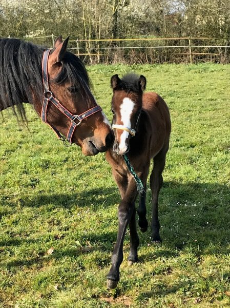 Les Ecuries de Lison - photo 3