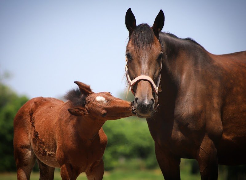 Haras de la Paumardiere - photo 1