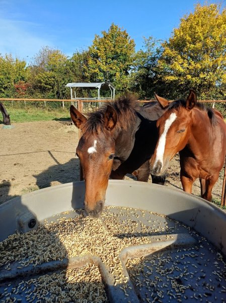 Haras de la Paumardiere - photo 2