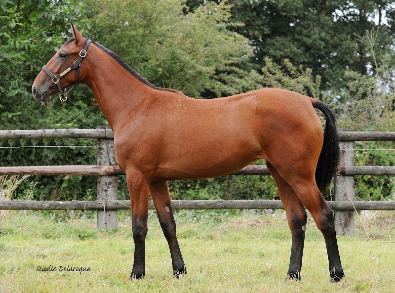 Haras de la Paumardiere - photo 3