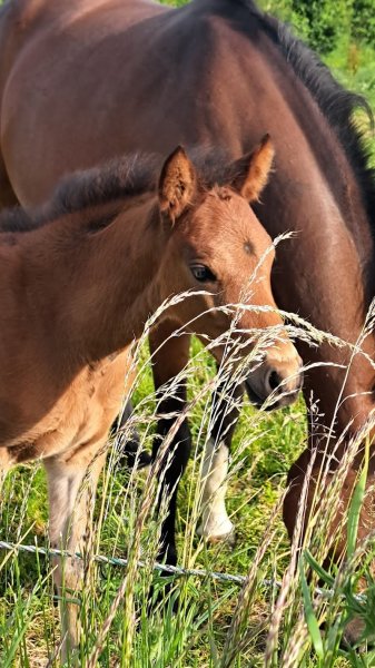 Haras d'Ambreval - photo 3