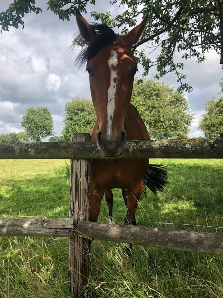 écurie de la lyberté - photo 2