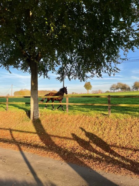 écurie de la lyberté - photo 3