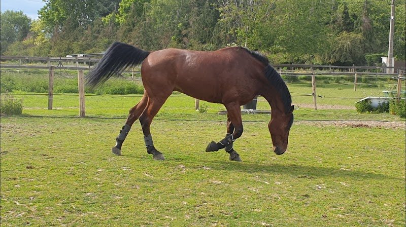 Haras des Peupliers, ecurie de propriétaire, poney club 77