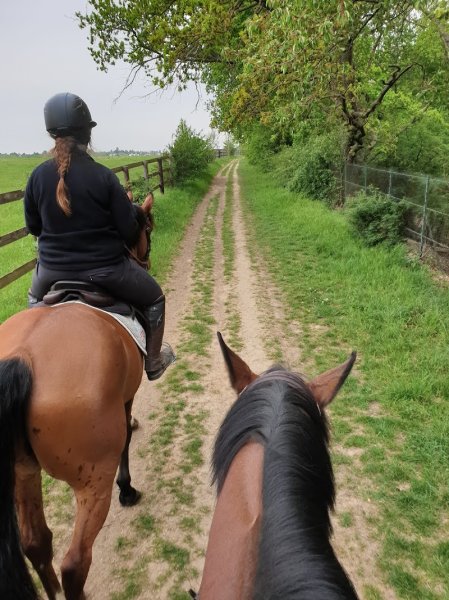 Haras des Peupliers, ecurie de propriétaire, poney club 77 - photo 2