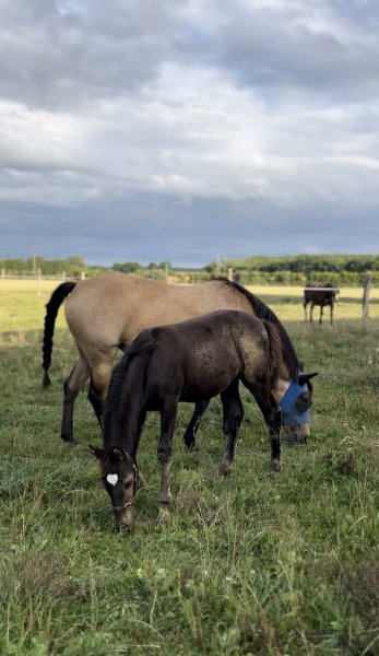 Écurie Équit’Héze - Élevage du Mont D’Heze - photo 2