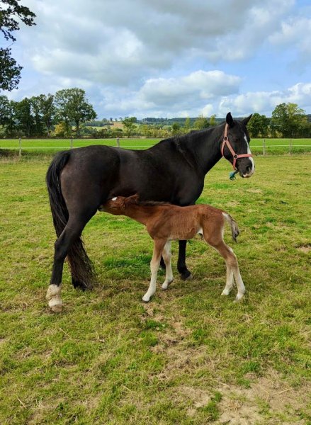 Écurie Équit’Héze - Élevage du Mont D’Heze - photo 3