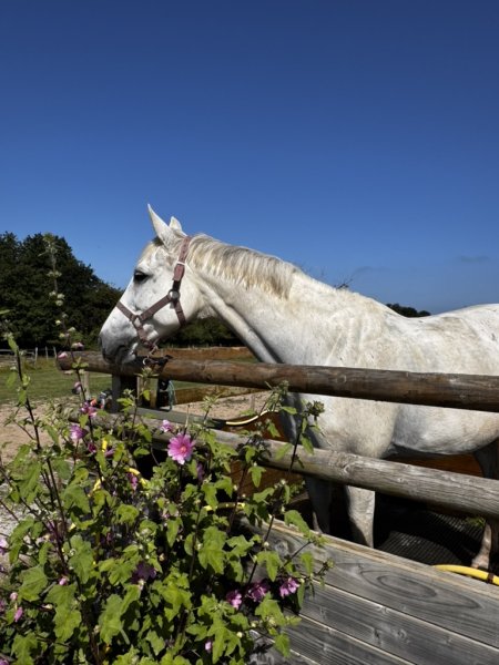 Les Ecuries du Taillais - photo 3