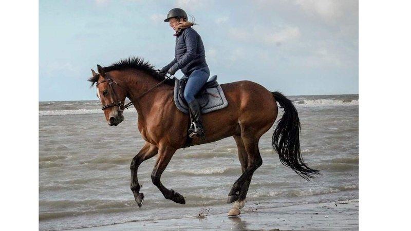 domaine équestre de la Repontaille - photo 1