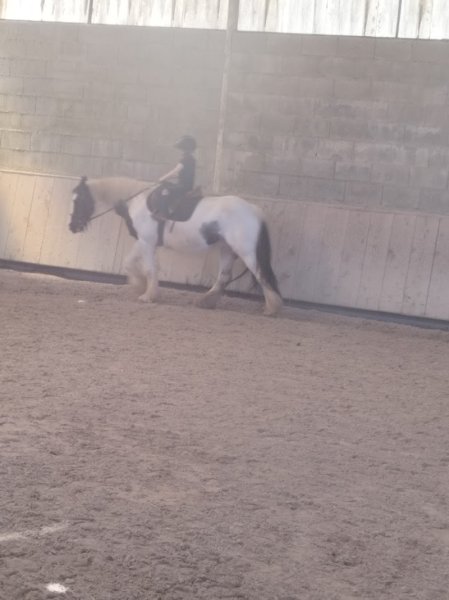 Centre Equestre Le Manoir Du Logis