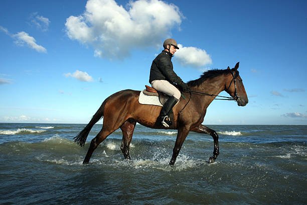 Ecurie Francis Gamichon SCEA - photo 1