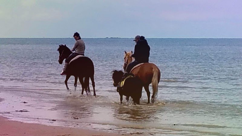 Chevaux de Kingston - photo 1