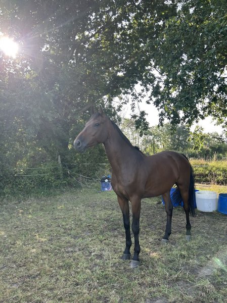 Chevaux de Kingston - photo 2