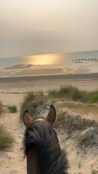 Chevaux de Kingston - photo 3